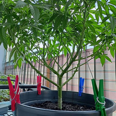 Blue Cheese growlog timeline photo