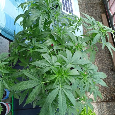 Blue Cheese growlog timeline photo