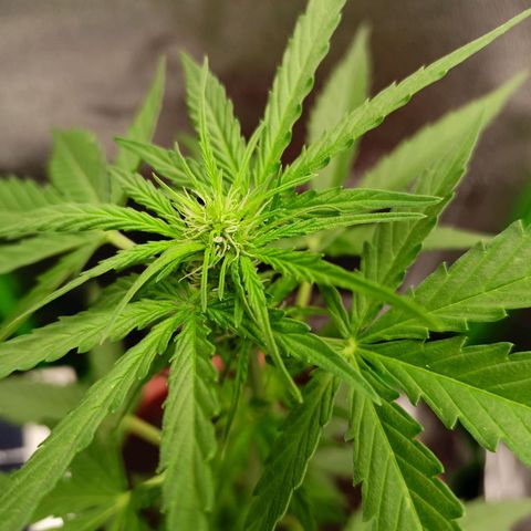 Milky Way F1 (gift ✌️) growlog timeline photo