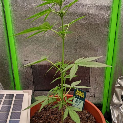 Milky Way F1 (gift ✌️) growlog timeline photo