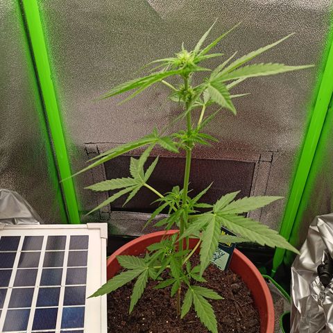 Milky Way F1 (gift ✌️) growlog timeline photo