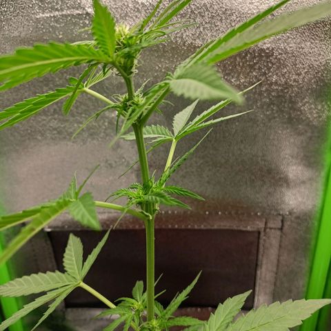 Milky Way F1 (gift ✌️) growlog timeline photo