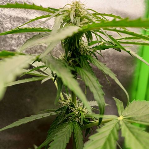 Milky Way F1 (gift ✌️) growlog timeline photo