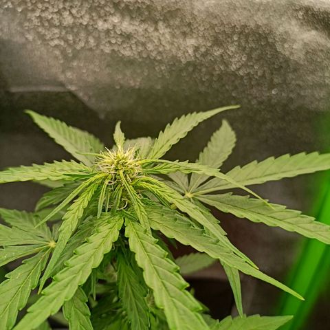 Milky Way F1 (gift ✌️) growlog timeline photo