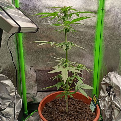 Milky Way F1 (gift ✌️) growlog timeline photo