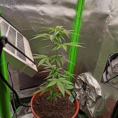 Milky Way F1 (gift ✌️) growlog timeline photo