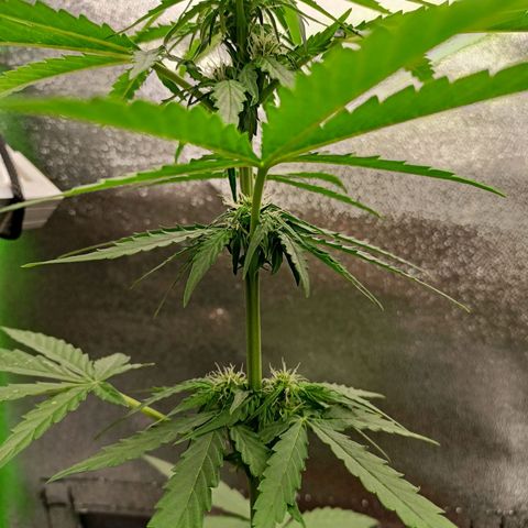 Milky Way F1 (gift ✌️) growlog timeline photo