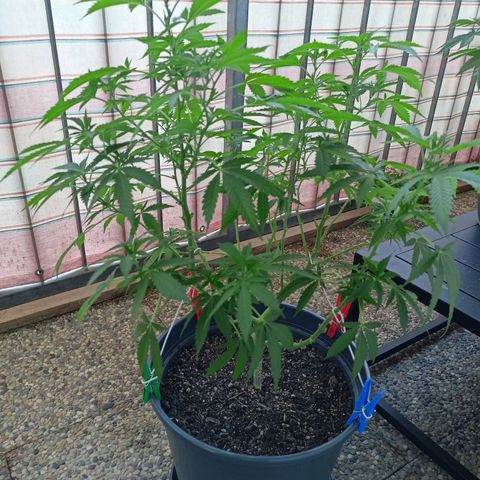 Blue Cheese growlog timeline photo