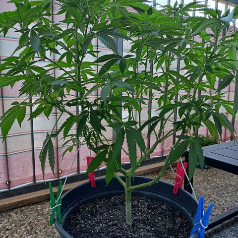 Blue Cheese growlog timeline photo