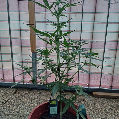 Punchie growlog timeline photo