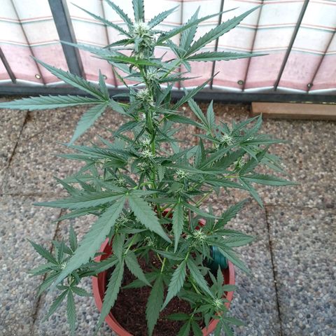 Punchie growlog timeline photo