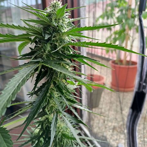 Milky Way F1 (gift ✌️) growlog timeline photo