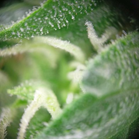 Milky Way F1 (gift ✌️) growlog timeline photo