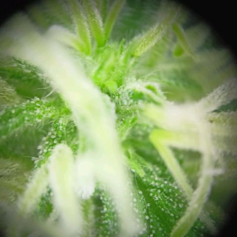 Milky Way F1 (gift ✌️) growlog timeline photo