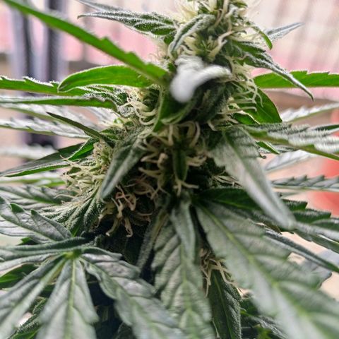 Milky Way F1 (gift ✌️) growlog timeline photo