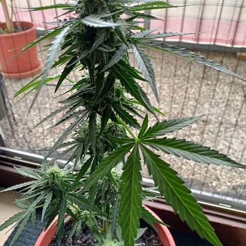 Milky Way F1 (gift ✌️) growlog timeline photo