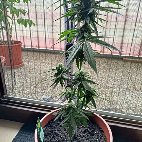 Milky Way F1 (gift ✌️) growlog timeline photo
