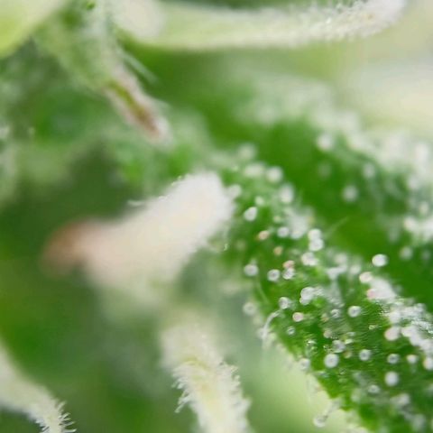 Milky Way F1 (gift ✌️) growlog timeline photo
