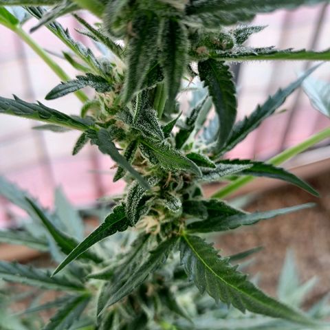Punchie growlog timeline photo