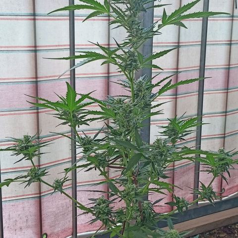 Punchie growlog timeline photo