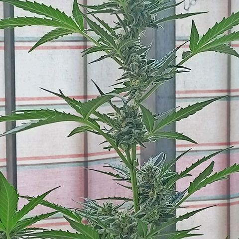Punchie growlog timeline photo