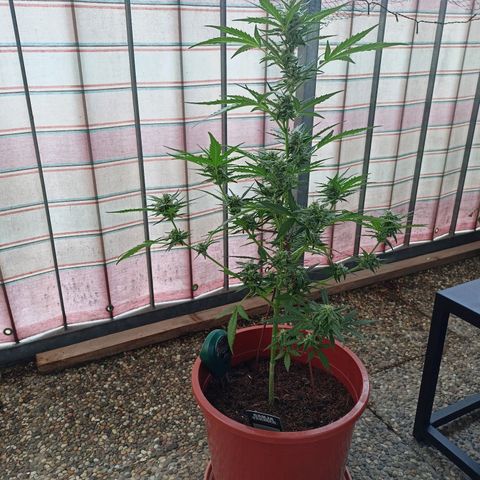 Punchie growlog timeline photo