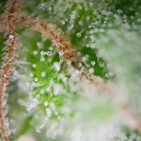 Punchie growlog timeline photo