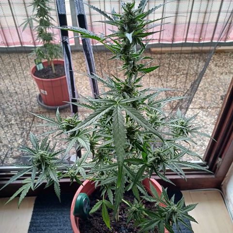 Punchie growlog timeline photo