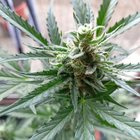 Punchie growlog timeline photo