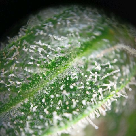 Punchie growlog timeline photo