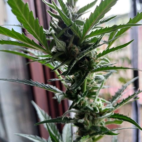 Punchie growlog timeline photo