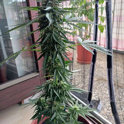 Milky Way F1 (gift ✌️) growlog timeline photo