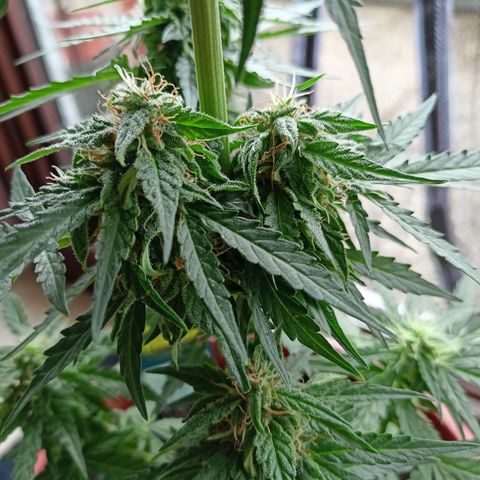 Milky Way F1 (gift ✌️) growlog timeline photo