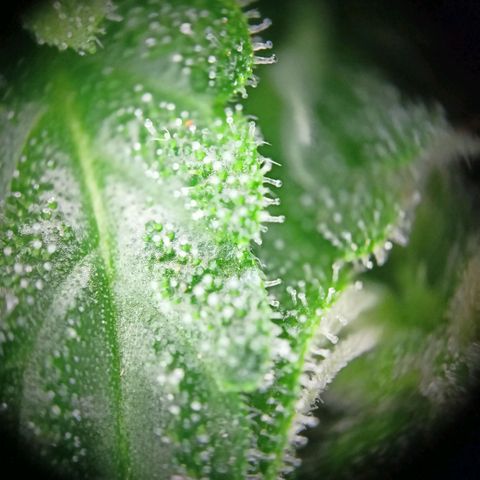 Milky Way F1 (gift ✌️) growlog timeline photo