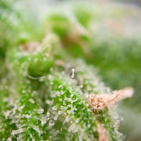 Milky Way F1 (gift ✌️) growlog timeline photo