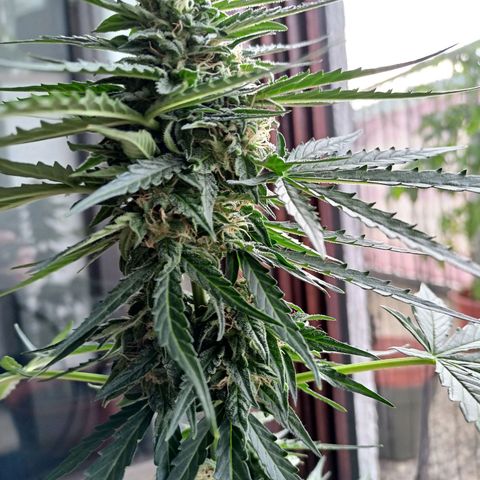 Milky Way F1 (gift ✌️) growlog timeline photo
