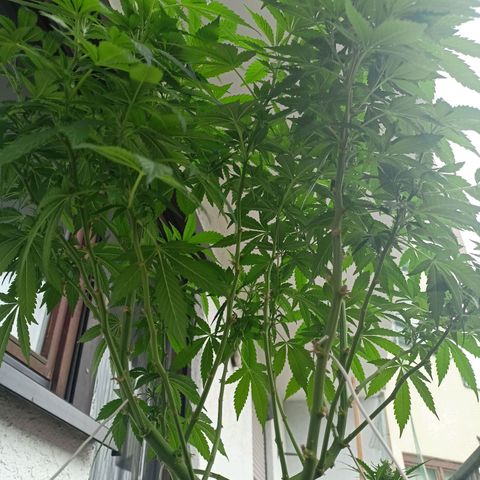 Blue Cheese growlog timeline photo