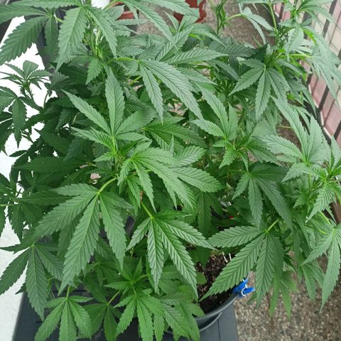 Blue Cheese growlog timeline photo