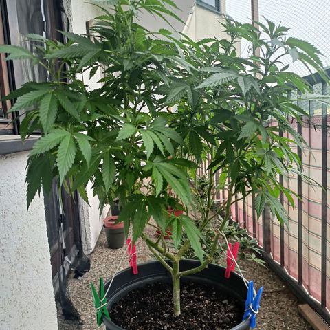 Blue Cheese growlog timeline photo
