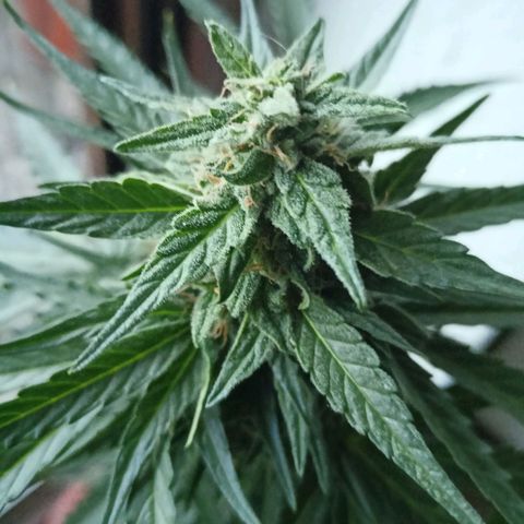 Milky Way F1 (gift ✌️) growlog timeline photo