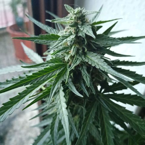 Milky Way F1 (gift ✌️) growlog timeline photo