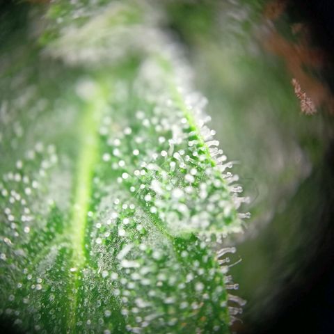 Milky Way F1 (gift ✌️) growlog timeline photo