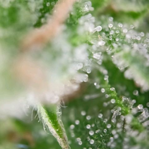 Milky Way F1 (gift ✌️) growlog timeline photo
