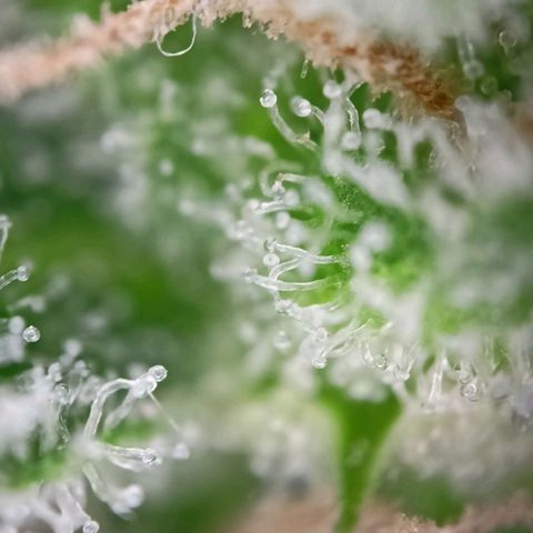 Punchie growlog timeline photo