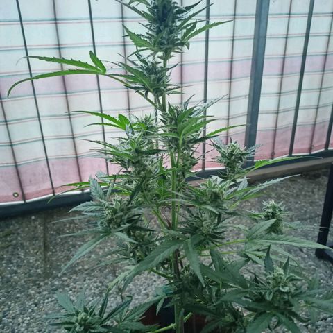Punchie growlog timeline photo