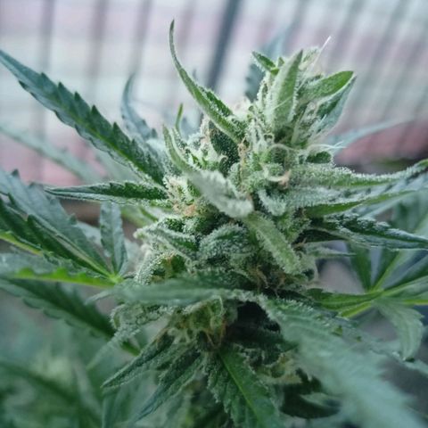 Punchie growlog timeline photo
