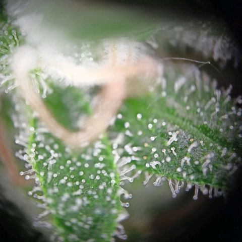 Punchie growlog timeline photo