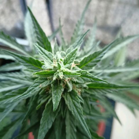 Milky Way F1 (gift ✌️) growlog timeline photo