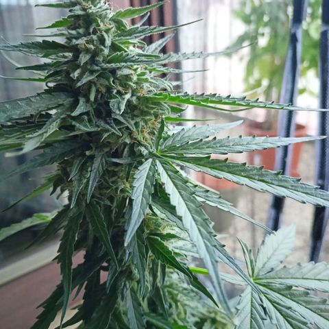 Milky Way F1 (gift ✌️) growlog timeline photo