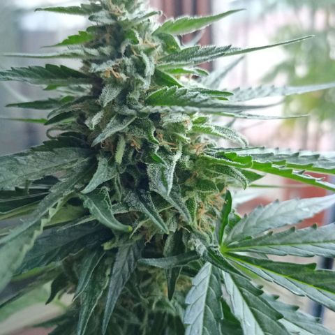 Milky Way F1 (gift ✌️) growlog timeline photo